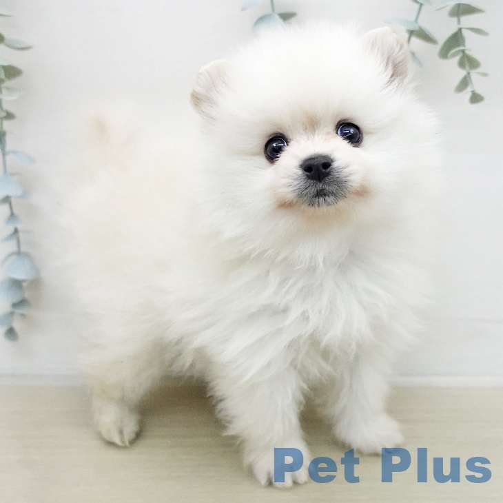 ポメラニアンの写真2