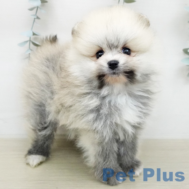 ポメラニアンの写真2