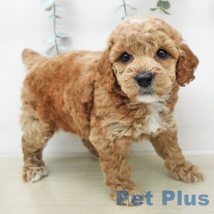 トイ・プードルの写真2