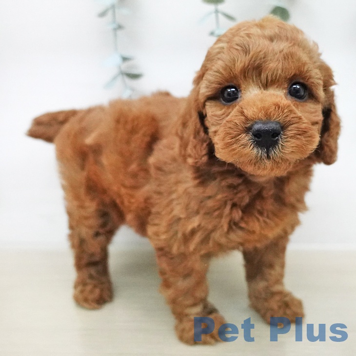 トイ・プードルの写真2