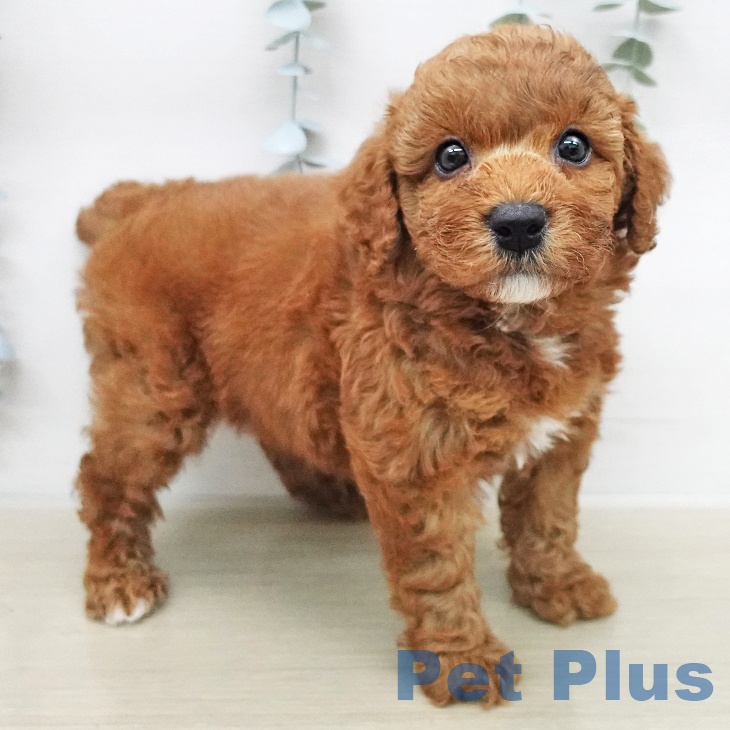 トイ・プードルの写真2