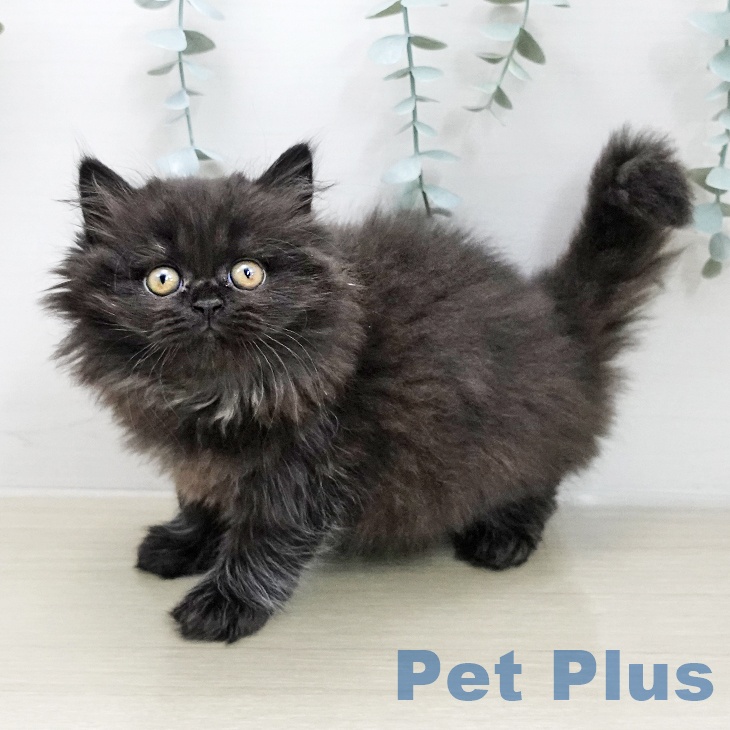 ブリティッシュロングヘア