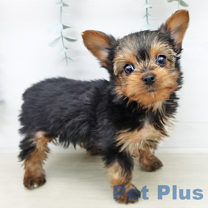 ヨークシャー・テリア