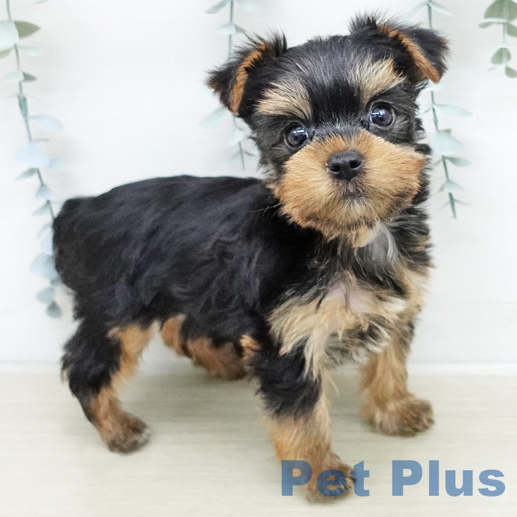 ヨークシャー・テリアの写真2