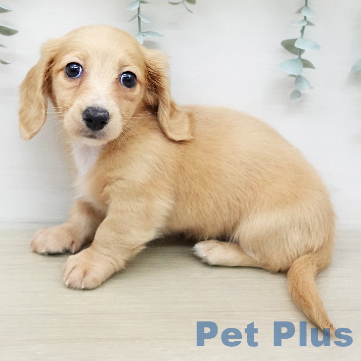 ミニチュア・ダックスフンド