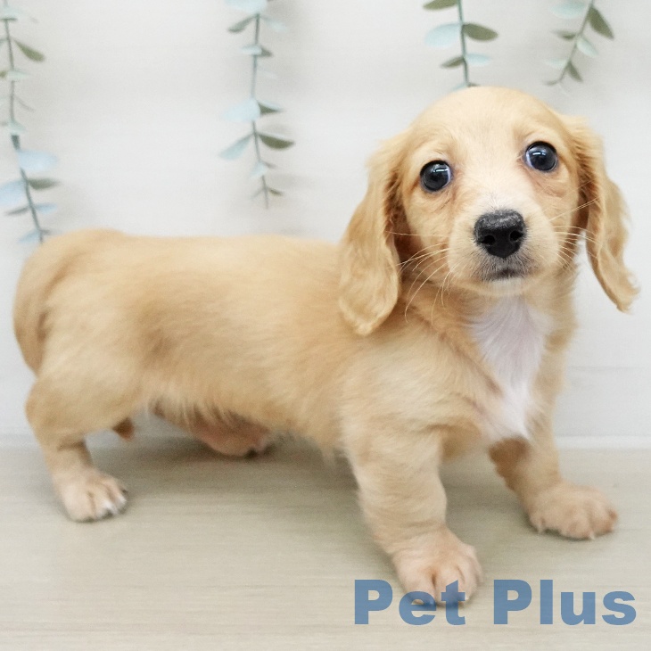 ミニチュア・ダックスフンド