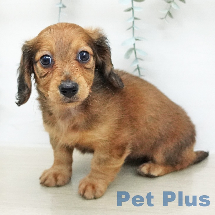 ミニチュア・ダックスフンドの写真2