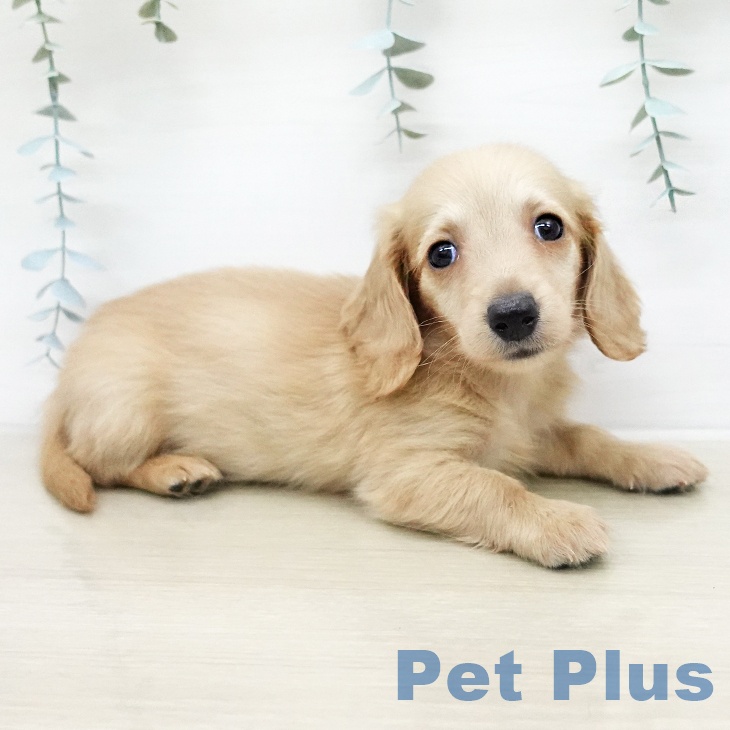 ミニチュア・ダックスフンドの写真2