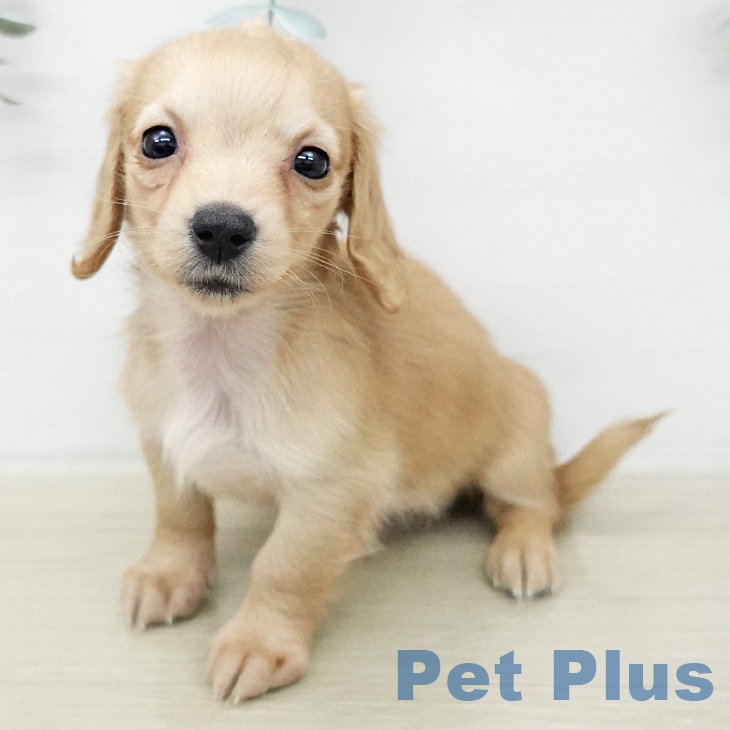 ミニチュア・ダックスフンドの写真2