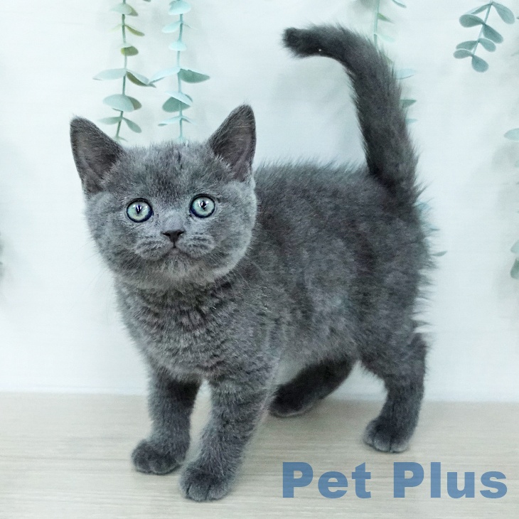 福島県のブリティッシュショートヘアー (ペットプラス 福島店/2026年1月6日生まれ/男の子/ブルー)の子猫
