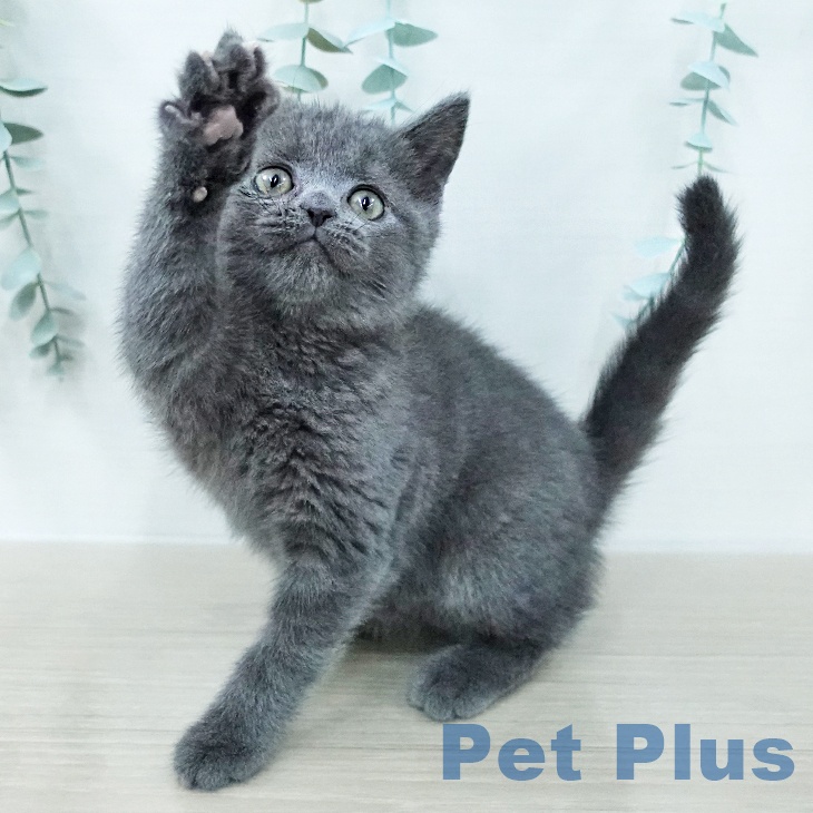 ブリティッシュショートヘア