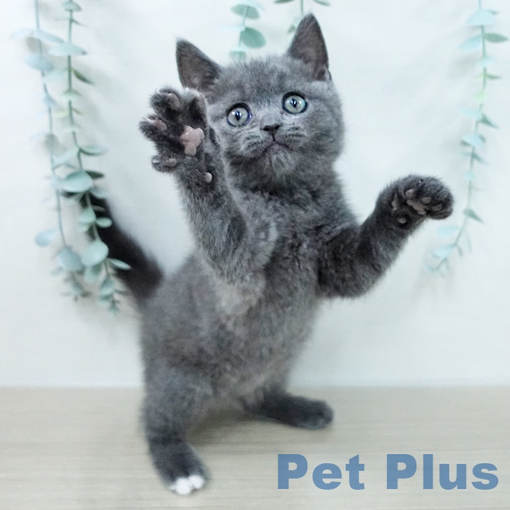 ブリティッシュショートヘアの写真2