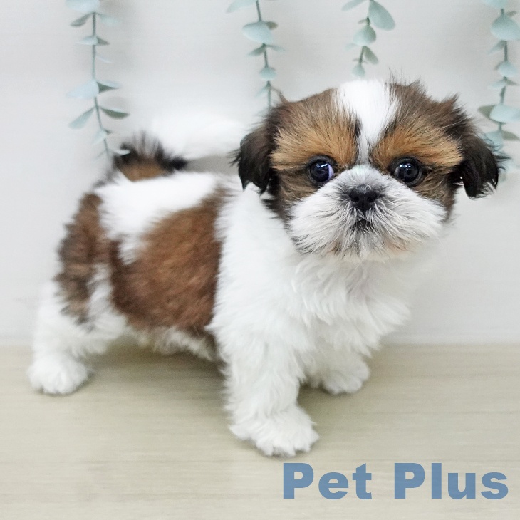 シー・ズーの写真2