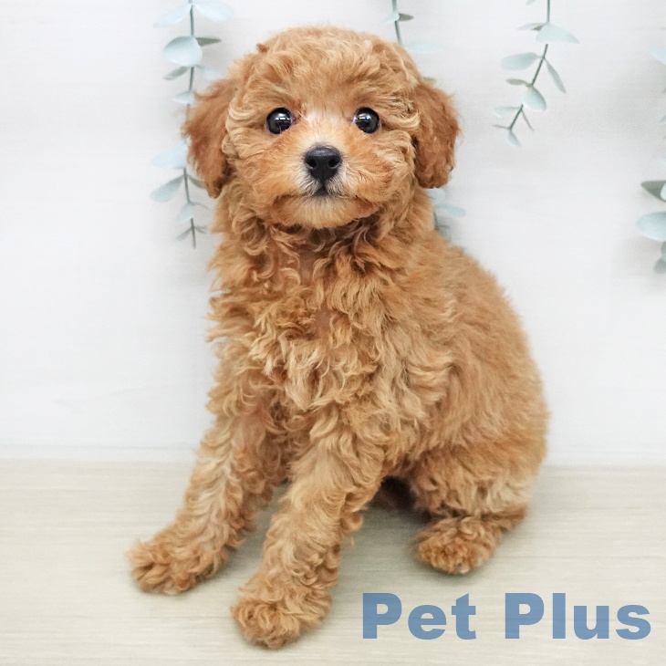 トイ・プードル