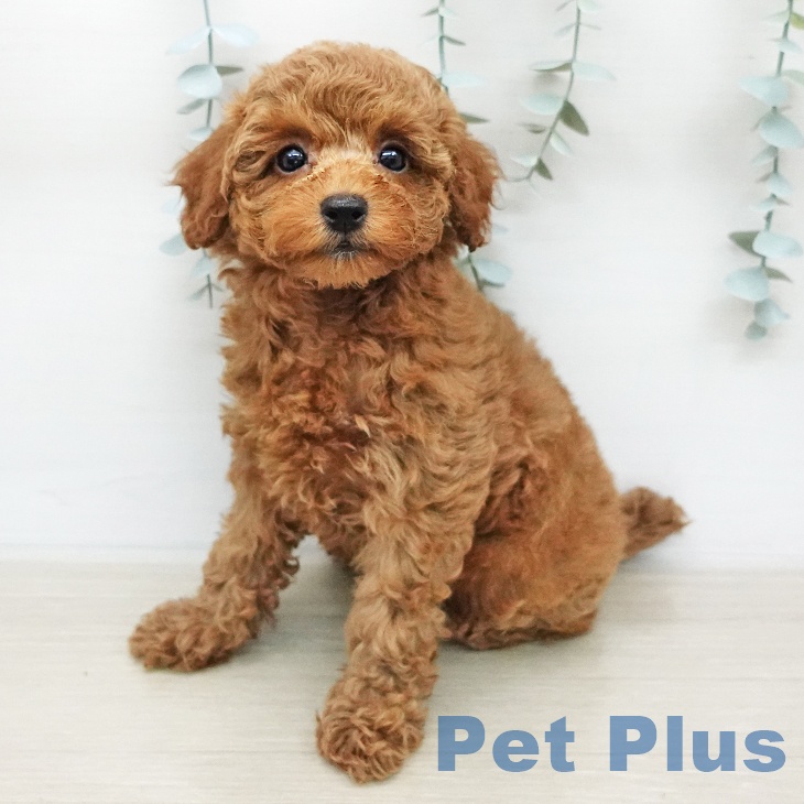 埼玉県のトイプードル(トイ) (ペットプラス 羽生店/2025年12月31日生まれ/女の子/レッドフォーン)の子犬の1枚目の画像