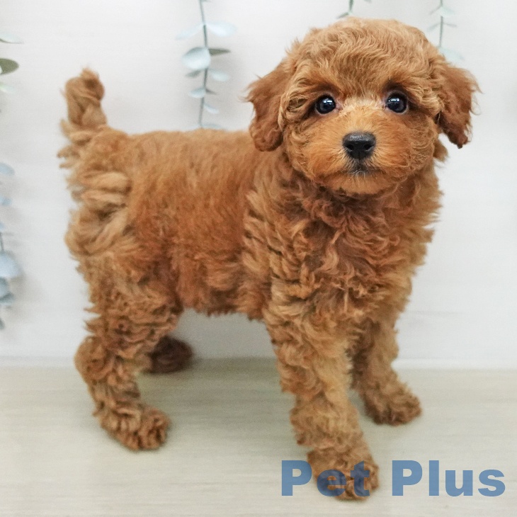 埼玉県のトイプードル(トイ) (ペットプラス 羽生店/2025年12月31日生まれ/女の子/レッドフォーン)の子犬の2枚目の画像