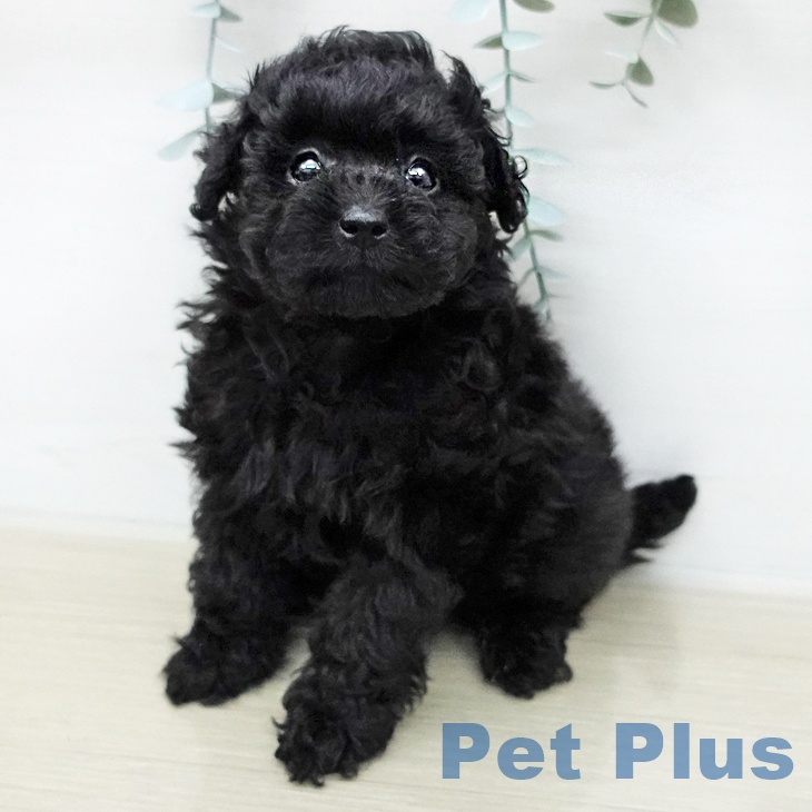 茨城県のトイプードル(トイ) (ペッツワン つくば店/2026年1月5日生まれ/女の子/ブラック)の子犬の2枚目の画像