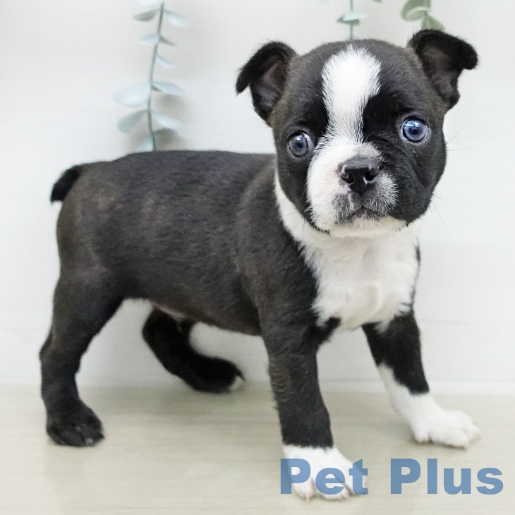 ボストン・テリア