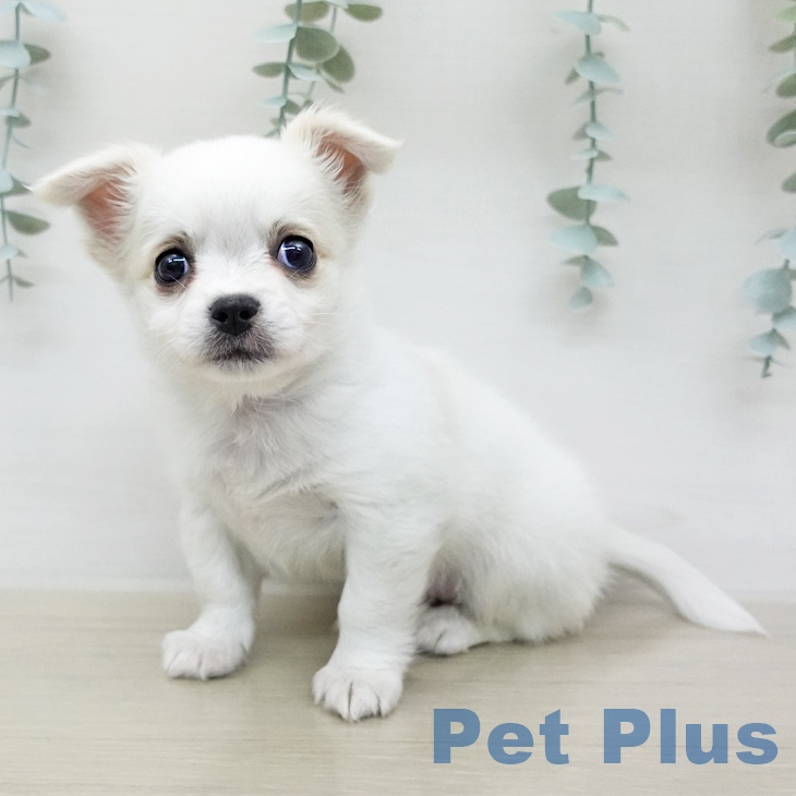 千葉県のチワワ(ロング) (ペットプラス 船橋店/2025年12月29日生まれ/男の子/ホワイトクリーム)の子犬の2枚目の画像