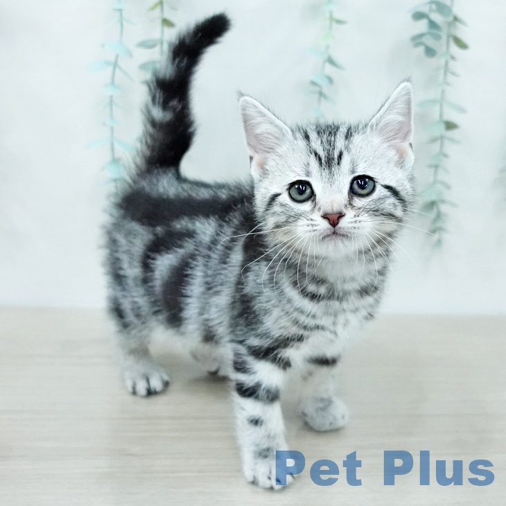 アメリカンショートヘア