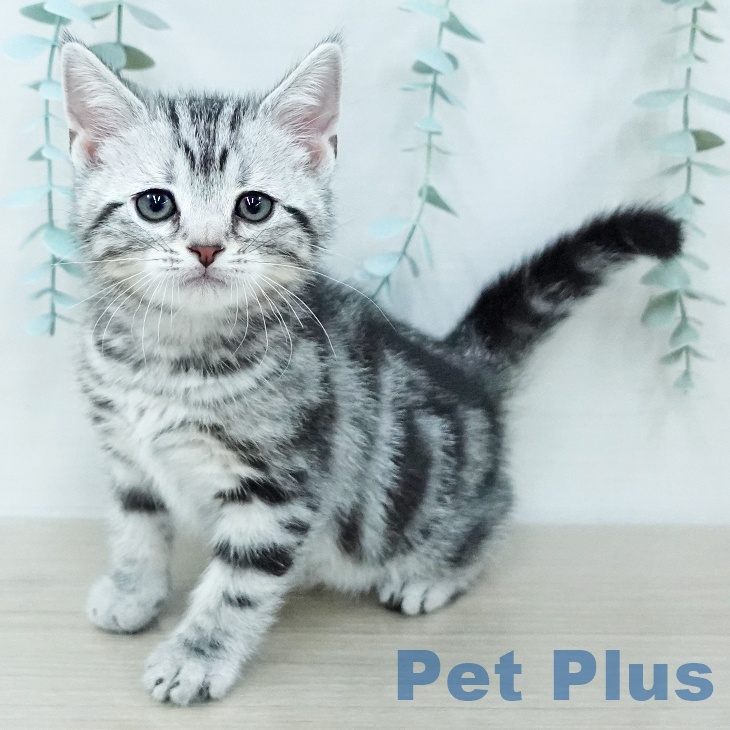 アメリカンショートヘアの写真2