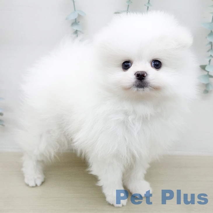 ポメラニアンの写真2