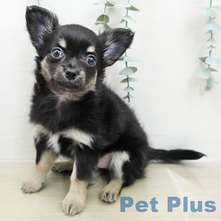 茨城県のチワワ(ロング) (ペッツワン つくば店/2026年1月3日生まれ/女の子/ブラックタン)の子犬の1枚目の画像