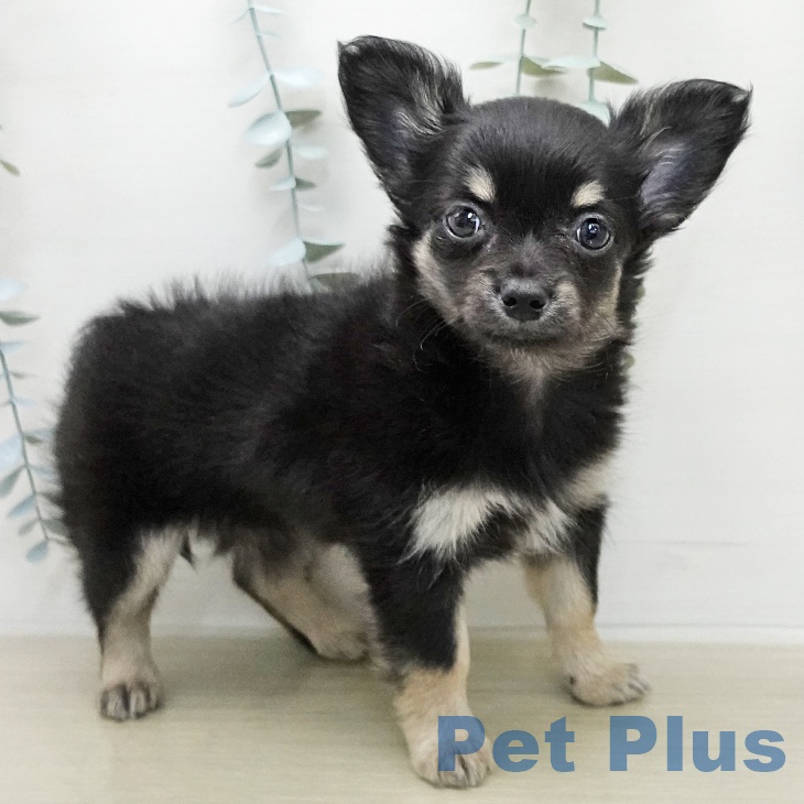 茨城県のチワワ(ロング) (ペッツワン つくば店/2026年1月3日生まれ/女の子/ブラックタン)の子犬の2枚目の画像