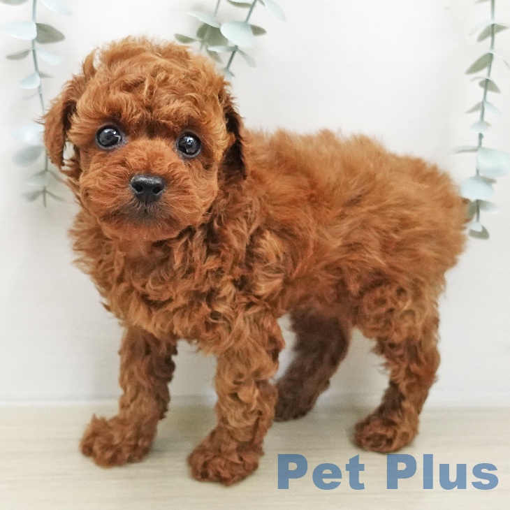 トイ・プードル