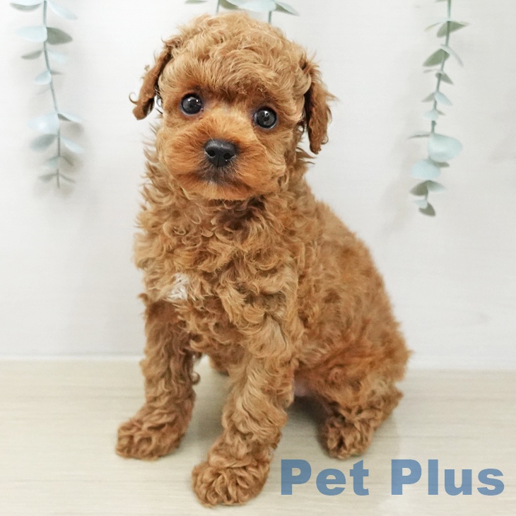 トイ・プードル