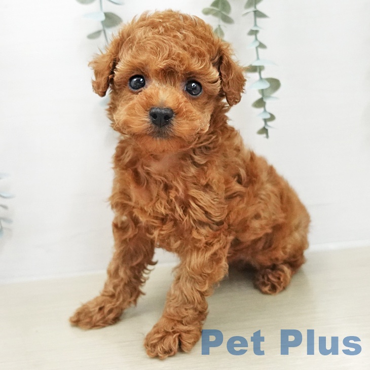 神奈川県のトイプードル(トイ) (ペットプラス 武蔵小杉店/2026年1月6日生まれ/男の子/レッド)の子犬の2枚目の画像