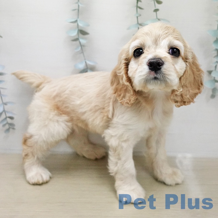 アメリカン・コッカー・スパニエル