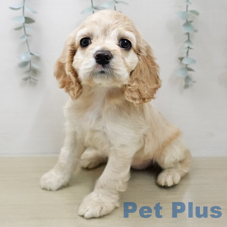 アメリカン・コッカー・スパニエルの写真2