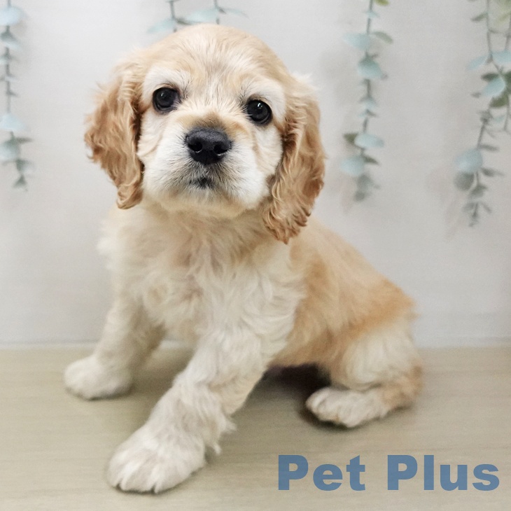 アメリカン・コッカー・スパニエル