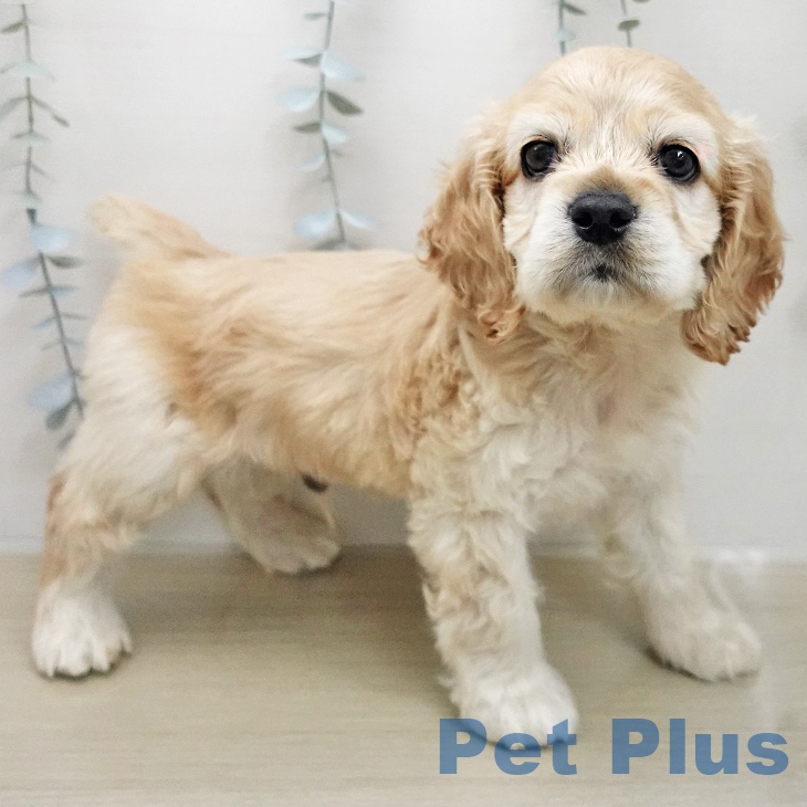 アメリカン・コッカー・スパニエルの写真2