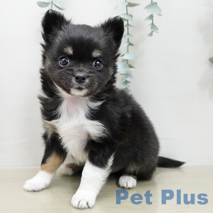 岩手県のチワワ(ロング) (ペットプラス 盛岡南店/2026年1月5日生まれ/男の子/ブラックタンホワイト)の子犬の1枚目の画像