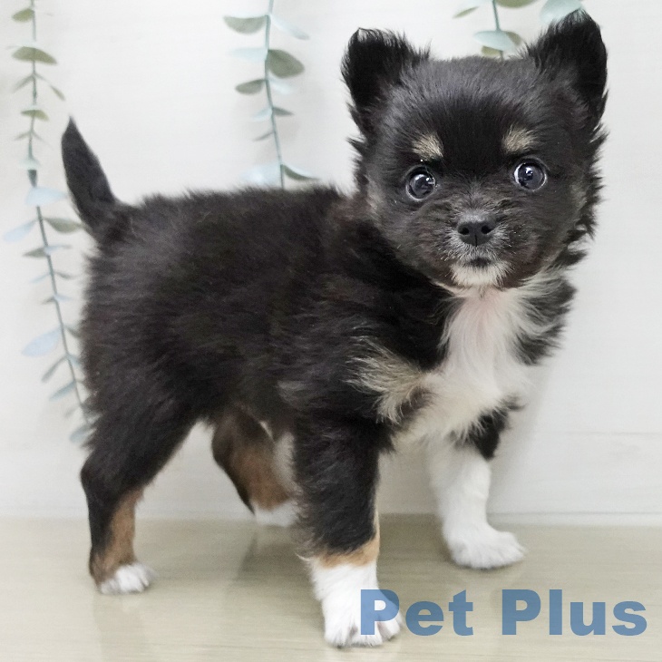 岩手県のチワワ(ロング) (ペットプラス 盛岡南店/2026年1月5日生まれ/男の子/ブラックタンホワイト)の子犬の2枚目の画像