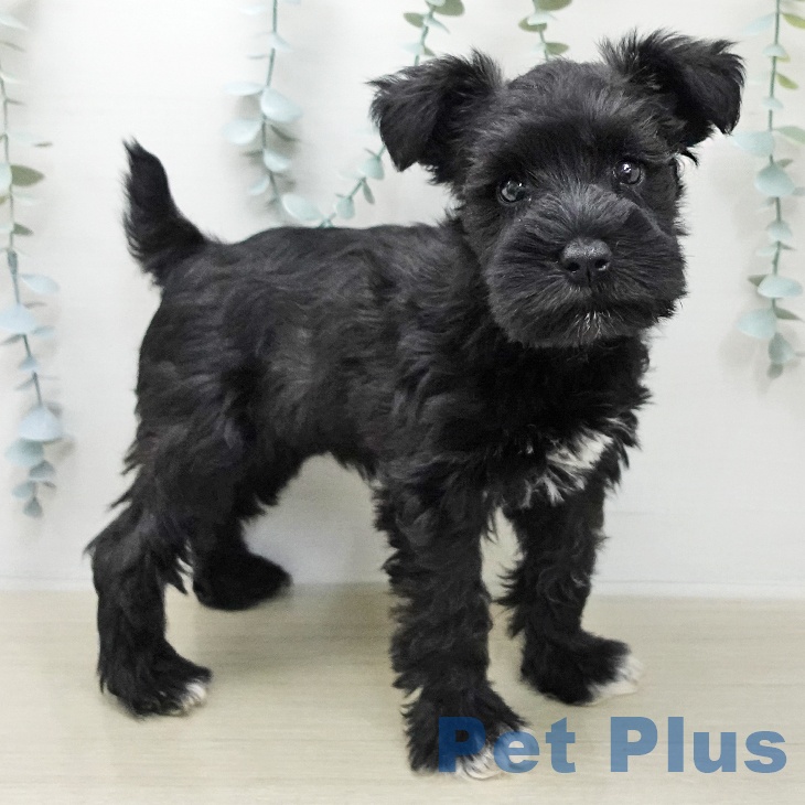 ミニチュア・シュナウザーの写真2