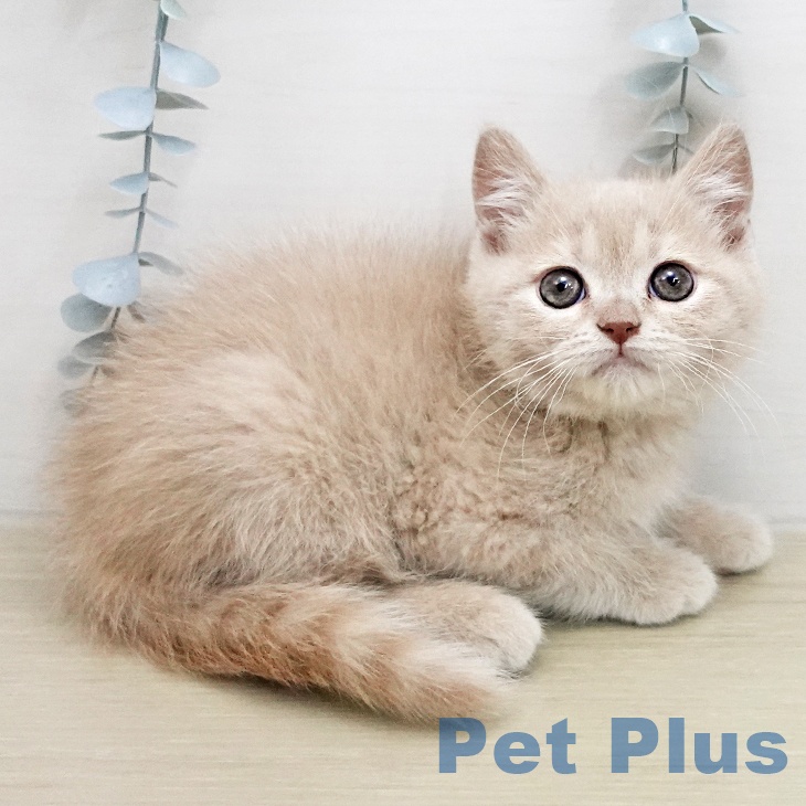 宮城県のブリティッシュショートヘアー (ペットプラス 名取店/2025年12月31日生まれ/男の子/クリーム)の子猫