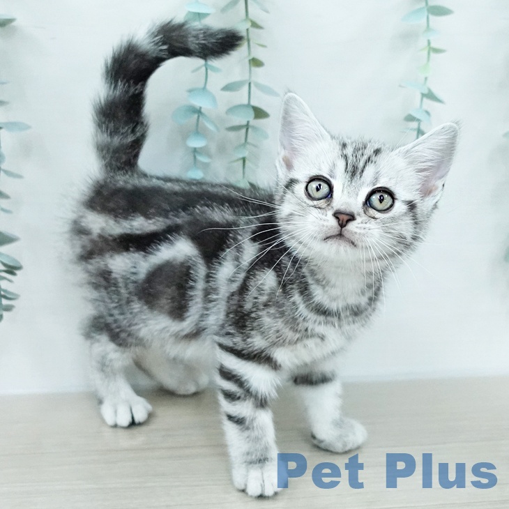 宮城県のアメリカンショートヘアー (ペットプラス 仙台上杉店/2026年1月2日生まれ/女の子/シルバータビー)の子猫