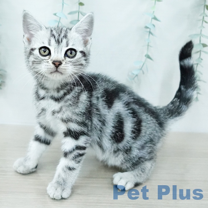 アメリカンショートヘア