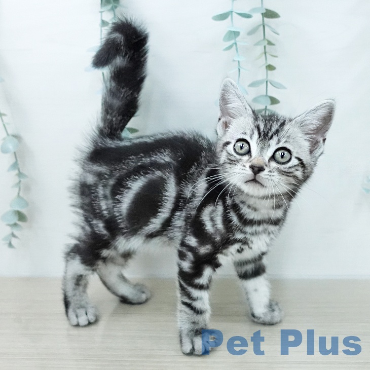 アメリカンショートヘアの写真2