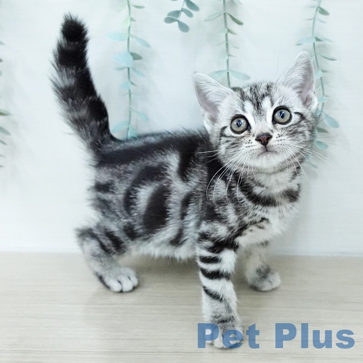 アメリカンショートヘア