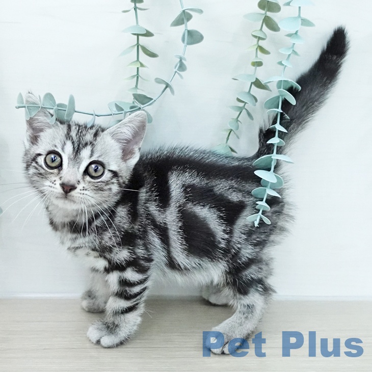 アメリカンショートヘアの写真2