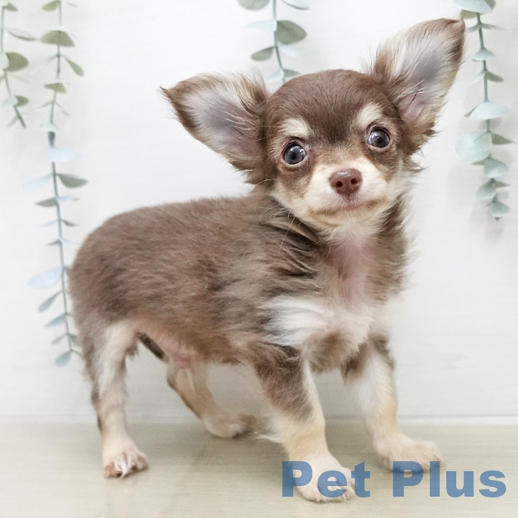 宮城県のチワワ(ロング) (ペットプラス 仙台泉大沢店/2025年12月25日生まれ/男の子/チョコレートタンホワイト)の子犬の1枚目の画像