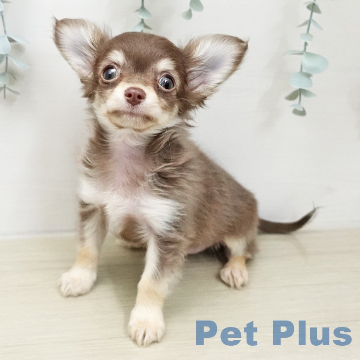 宮城県のチワワ(ロング) (ペットプラス 仙台泉大沢店/2025年12月25日生まれ/男の子/チョコレートタンホワイト)の子犬の2枚目の画像