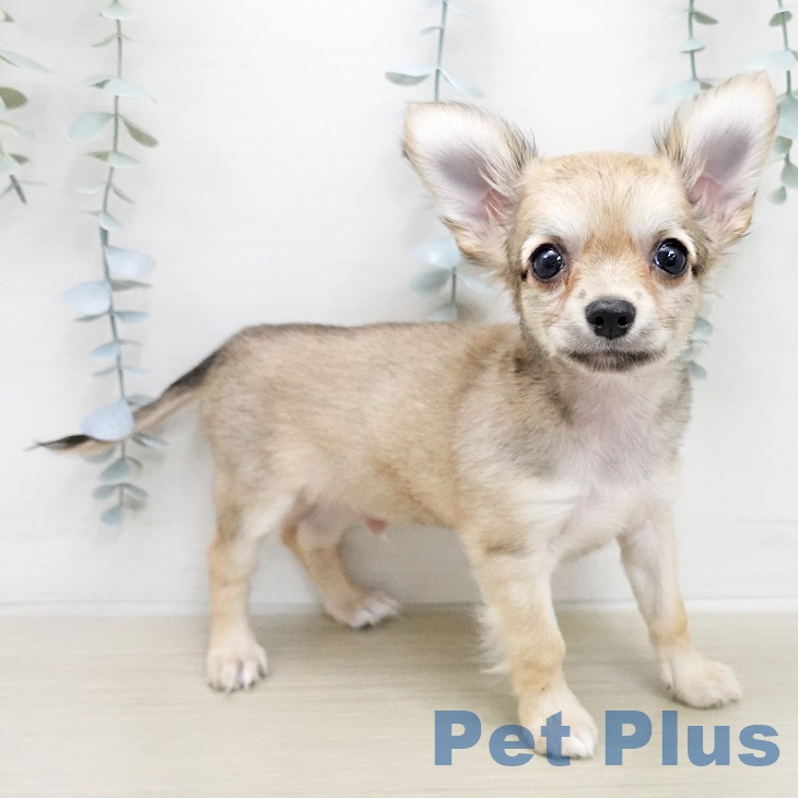宮城県のチワワ(ロング) (ペットプラス 名取店/2025年12月25日生まれ/男の子/フォーンホワイト)の子犬