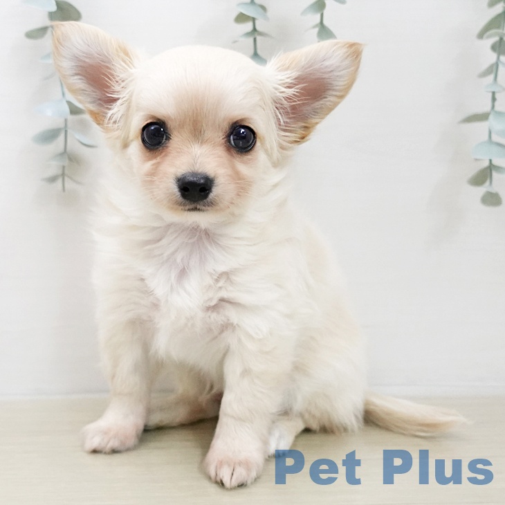東京都のチワワ(ロング) (ペットプラス 日の出店/2026年1月5日生まれ/男の子/クリーム)の子犬の2枚目の画像