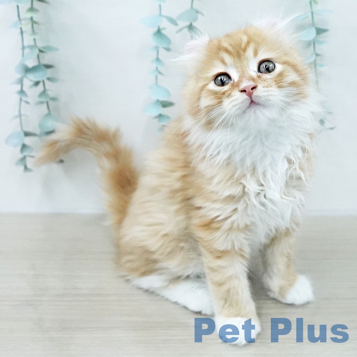 アメリカンカール