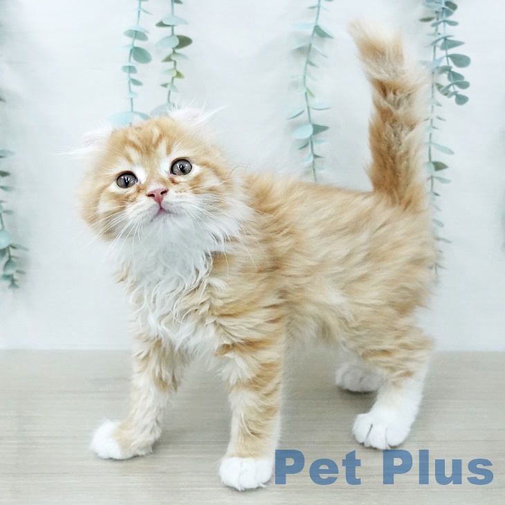 アメリカンカールの写真2